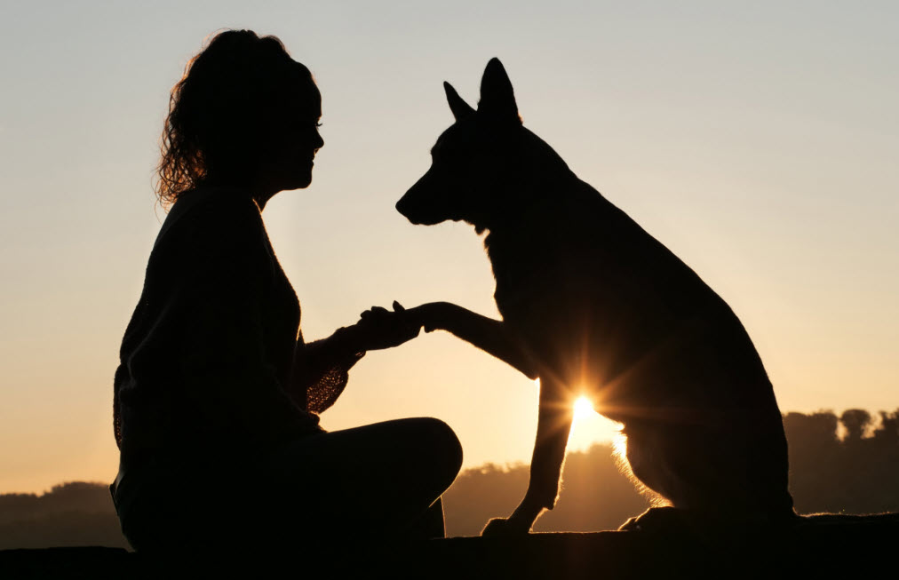 With the setting sun in the background, a woman and her dog shake hand. A reconnection of balance and purpose between woman and animal.