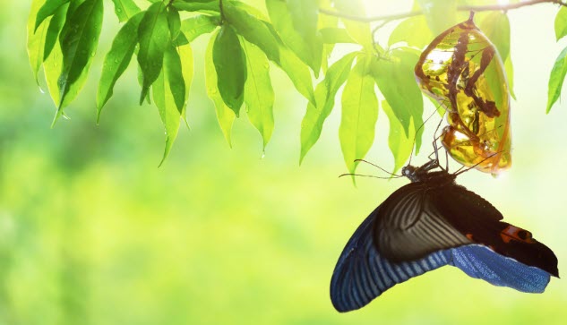 A beautiful butterfly with vibrant blue wings, a black body, and an orange patch near its tail emerges from its cocoon, delicately hanging from a fragile tree branch. This moment symbolizes the power of small shifts in transformation and renewal.
This enhances the symbolism of transformation and renewal, emphasizing the delicate nature of change.
