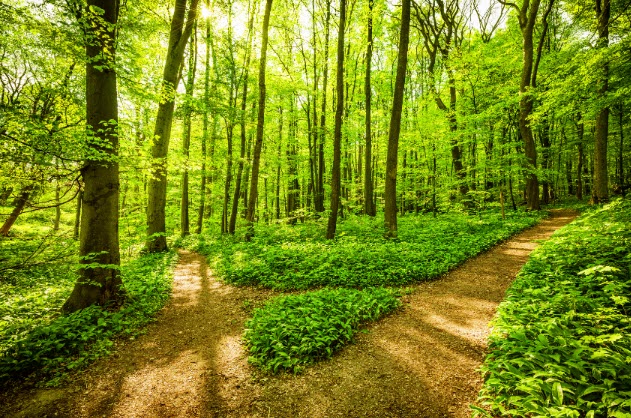 Tall forest trees casting a shadow representing a rising awareness.